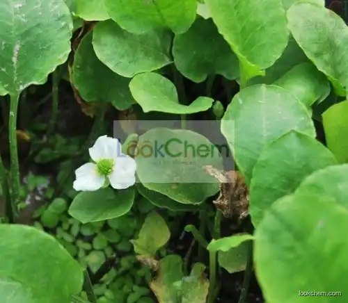 Rhizoma Alismatis Extract,Rhizoma Alismatis Extract Powder,Rhizoma Alismatis P.E.