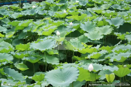 Lotus Leaf Extract Powder Nuciferine Powder 2%,3%10%,98%