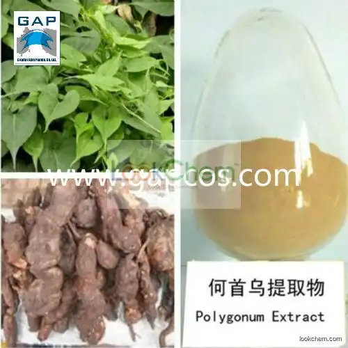 Herb Medicine Natural Polygonum Multiflorum