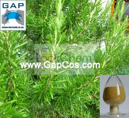 Natural Rosemary Leaf Powder Plant Extract