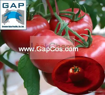 Manufacturers Supply Natural Tomato Powder