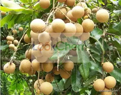 Supply Longan Extract, Longan Extract Powder, Natural Longan Extract