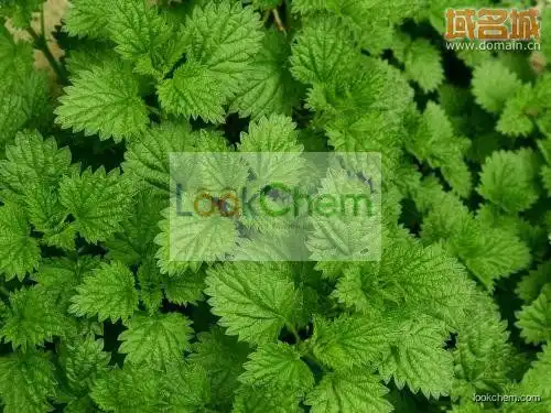Top Quality Mint Herb Extract,Herba manthae Plant Extract,Mint P.E.4:1~20:1