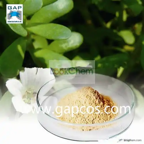 Manufacturer Supply Bacopa Monniera Plant Extract