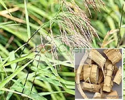 Raw Reed Rhizome, Crude High quality Rhizoma Phragmitis, Rhizoma Phragmitis