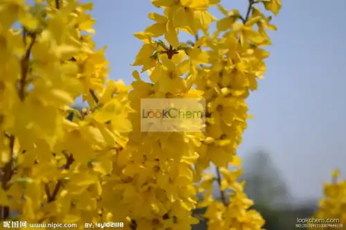 Fructus Forsythiae extract/Weeping Forsythia Extract