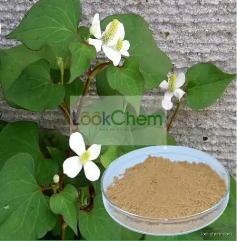 100% Natural 10:1 Herba Houttuyniae extract;Heartleaf houttuynia herb p.e.;Houttuynia cordata extract