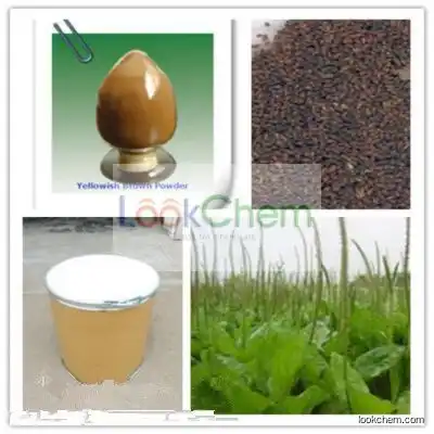 High quality Semen Plantaginis P.E.Semen Plantaginis P.E