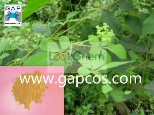 High Quality 98% Gynostemma Pentaphylla Extract