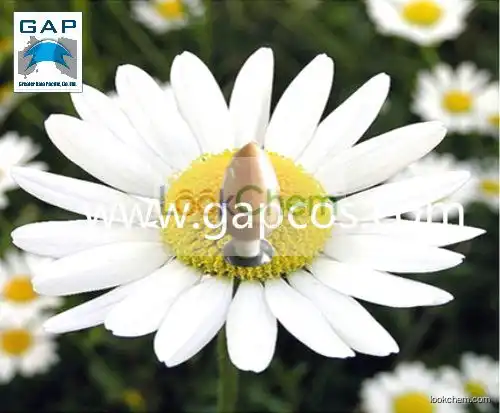 Pure Natural Chamomile Flower Extract