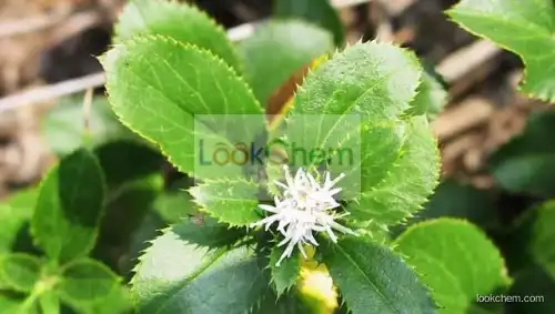 Atractylis ovata / Rhizoma Atractylodis Macrocephalae/largehead atractylodes rhizome Extract