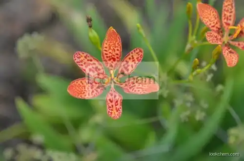 China Supply Rhizoma Belamcandae P.E./Blackberry Lily P.E./Belamcanda Chinensis P.E. 10:1