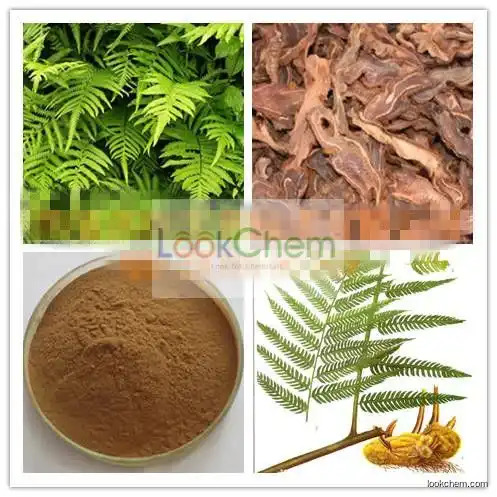 100% Natural Cibot Rhizome Extract, Cibot Rhizome Extract10:1, Cibot Rhizome Extract Powder