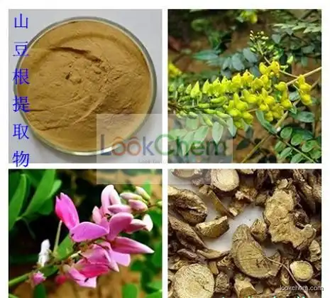 High Qulaity Natural Vietnamese Sophora Root Extract 10:1 Vietnamese Sophora Root Extract