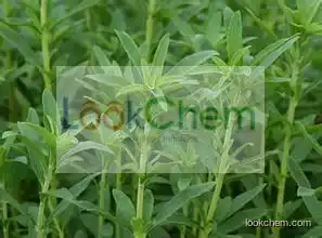 GMP Manufacturer Supply High Quality Stevia Extract Powder,stevioside Extract 80~90% Steviosides, Reb. A 40%~90%