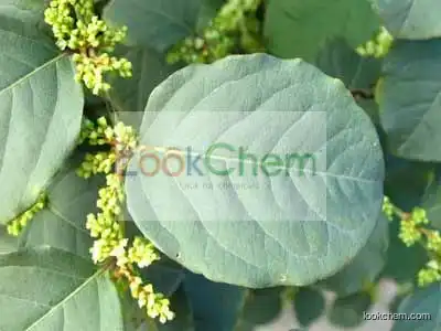 Pure 95% 98% Resveratrol Polygonum Cuspidatum Root Extract