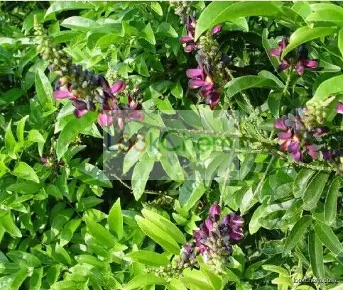 Hot Sale Caulis Spatholobi Extract, Suberect Spatholobus Stem Extact, Caulis Spatholobi P. E.