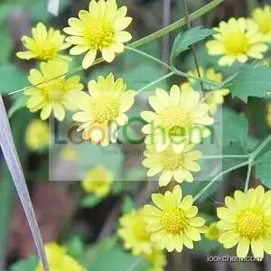 Manufacture Supply Chrysanthemum Extract Powder