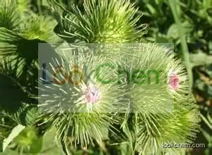 Great Burdock Fruit Extract (Great Burdock Achene Extract)