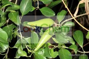 Gymnema Sylvestre Extract Powder Gymnemic Acid 25%75%