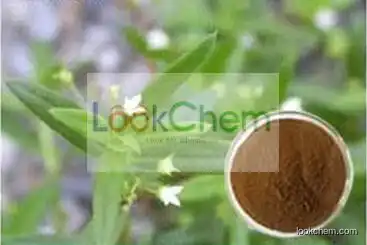 Hedyotis diffusa Extract,Hedyotis diffusa Extract Powder,Hedyotis diffusa Extract Supplier 4:1~20:1