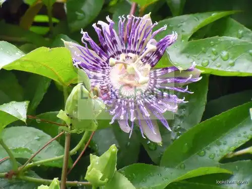 Food Grade Passiflora Extract, Passiflora coerulea Extract Flavones 5%