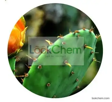 Opuntia Dillenii P.E.  Natural Cactus Extracts  Cactus Extract