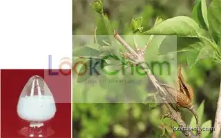 Supply High Quality-Peony Root Extract Paeonol/Peony Root Extract Paeonol 99%/Natural Peony Root Extract Paeonol