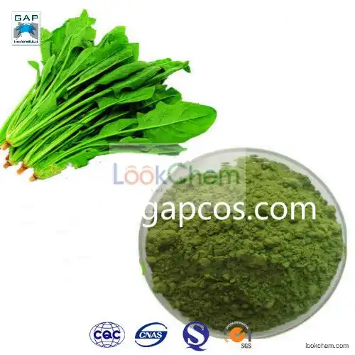 Health and High Quality Food Freeze Dried Spinach Powder