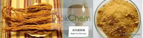 100% Natural Chinese Angelica Extrat ,Dong Quai Root Extract(EAS)1% Ligustilide