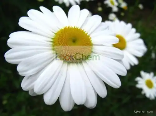 Pyrethrum Extract , Pyrethrum Extract Powder, Pyrethrum P.E.