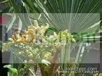 Saw Palmetto Fruit Extract Fatty Acid 25% - 45%