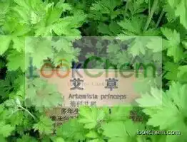 Argy Wormwood Leaf Extract, Aiye Leaf Extract, Aiye Leaf P. E