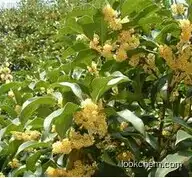 Natural Bay Laurel Leaf Extract Powder