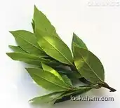 Natural Bay Laurel Leaf Extract Powder