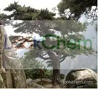 Hot Sale Pine Bark Extract OPC (proanthocyanidins) 95%