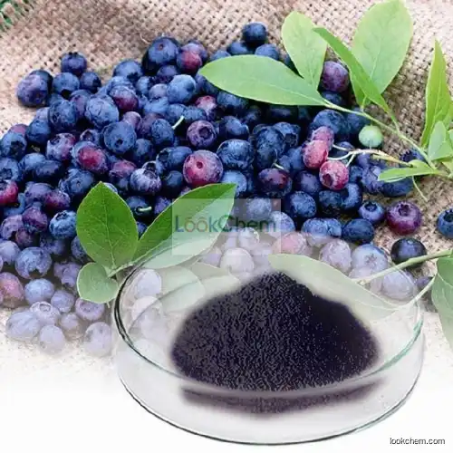 Best Selling Blueberry Extract Concentrate Powder Anthocyanins 15% 25%