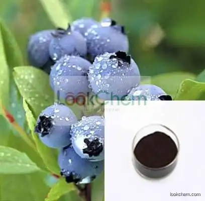 Best Selling Blueberry Extract Concentrate Powder Anthocyanins 15% 25%