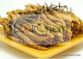 Cordyceps Extract, Cordyceps Powder, Cordyceps Sinensis Extract