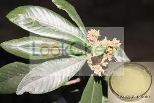 Loquat Leaf Extract/Eriobotrya japonica Extract Ursolic acid Powder