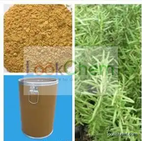 Rosemary Leaf Extract Powder Ursolic acid 25% 50% 90% 98%