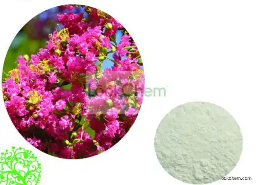 GMP Standard Manufacturer Supply Banaba Leaf  Extract Corosolic acid