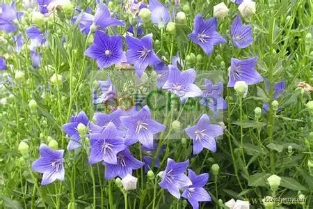 Balloon Flower Extract, Balloon Flower Extract Powder, Balloon Flower Extract 10:1