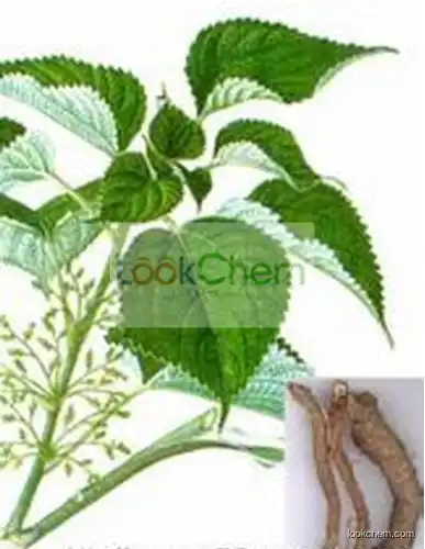 Radix Boehmeriae Extract/ Ramie Root Extarct 10:1/Boehmeria niveaGaud Extract