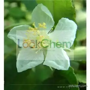 100% Pure Linden Flower Extract, Linden Flower Extract Powder, Linden Flower Extract