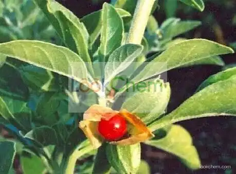 Plant Extract Ashwagandha Extract Withanolides