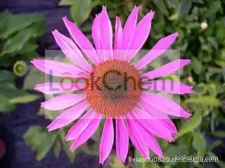 Echinacea Angustifolia Extract