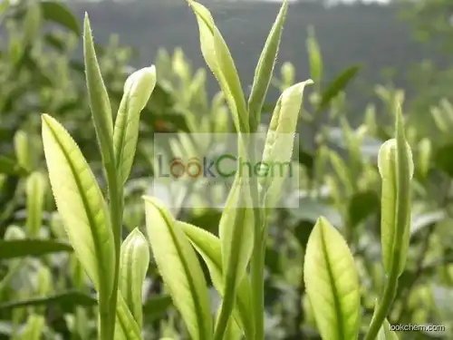 100% Natural White Tea Powder, Camellia sinensis Extract Powder, White Tea Extract Capsule