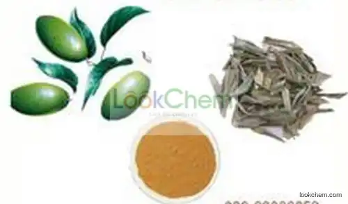 Food Grade Natural Oleuropein Powder,20% Hydroxytyrosol,Olive Leaf Extract Oleuropein