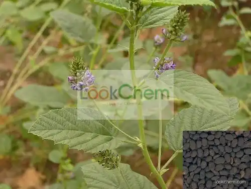 High quality Natural Psoralea corylifolia Extract--Psoralen